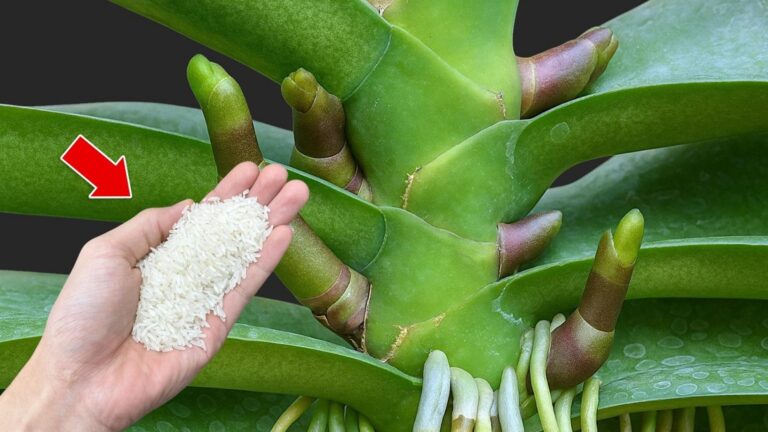 5 sposobów na pielęgnację orchidei, które sprawią, że zakwitną przez cały rok!