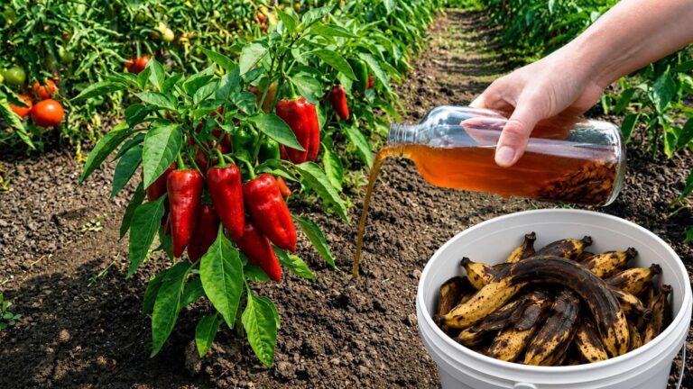 5 sposobów na wykorzystanie skórek bananów dla obfitych plonów pomidorów i papryki