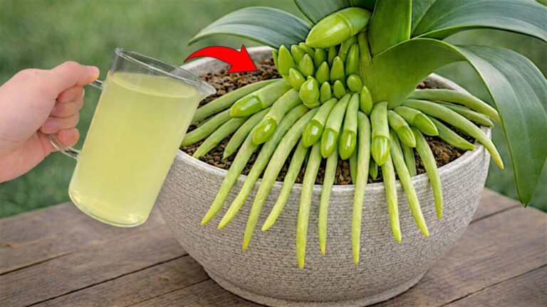 5 sposobów na piękne orchidee dzięki cytrynom! Odkryj ich magiczną moc!