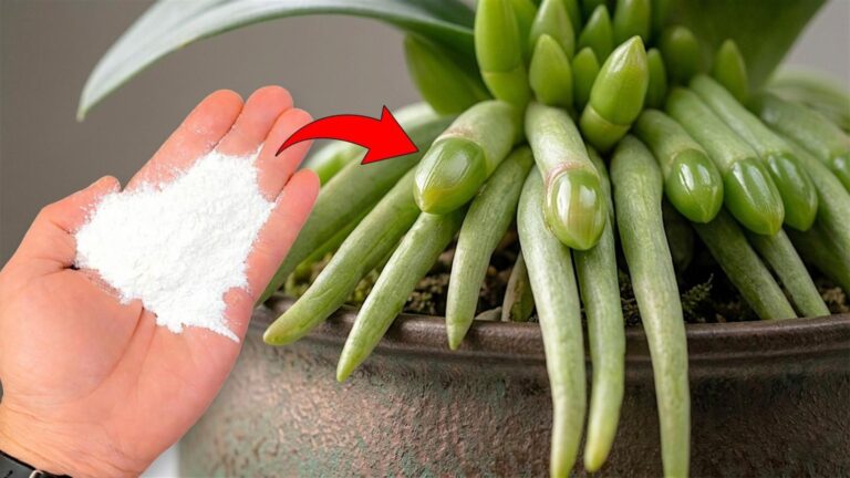 5 sposobów na rozwinięcie korzeni orchidei i piękne kwiaty co tydzień!