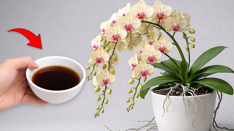 5 sposobów na piękne orchidee przez cały rok przy kawie!