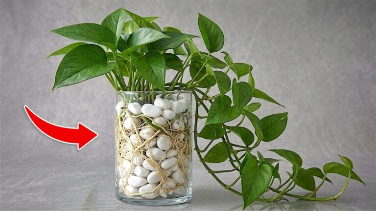 Jak w 5 krokach szybko rozmnożyć Pothos i cieszyć się pięknymi liśćmi!