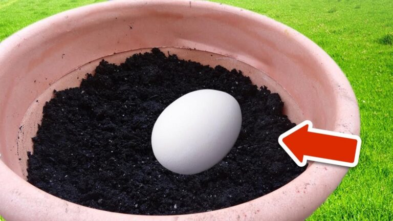 5 powodów, dla których powinieneś zakopać jajko w ziemi kwiatowej! 🌱