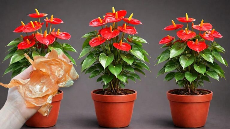 5 powodów, dla których Anthurium zachwyca całorocznymi kwiatami!