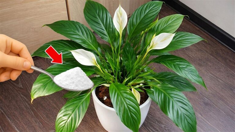 1 sekret, dzięki któremu Spathiphyllum zacznie kwitnąć w kilka chwil!
