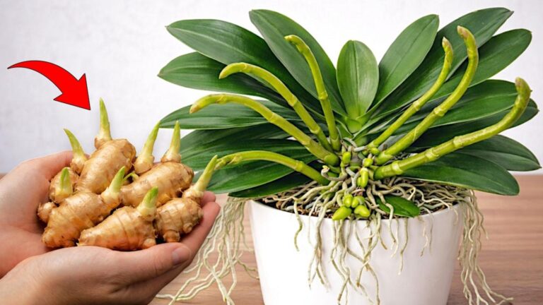 5 sposobów, jak imbir wzmocni Twoje orchidee i pomoże im przetrwać zimę!