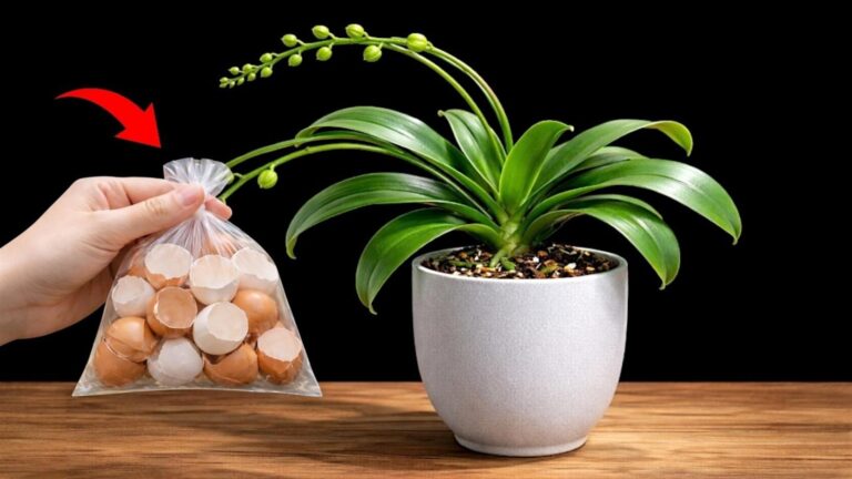 5 kroków do mocniejszych orchidei z naturalnym nawozem z muszli jajek!