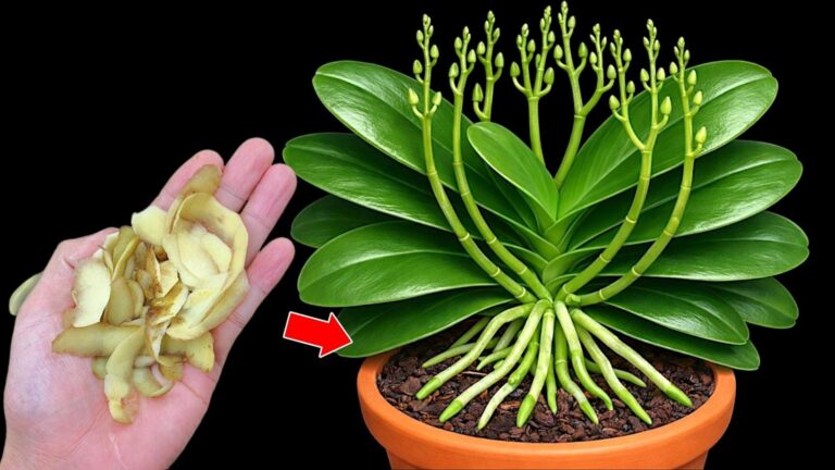 5 sprawdzonych sposobów na szybkie i zdrowe kwitnienie orchidei!