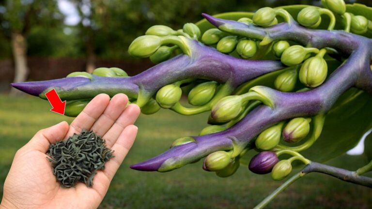 10 niesamowitych sposobów na kwitnące orchidee – odkryj sekrety ich pielęgnacji!