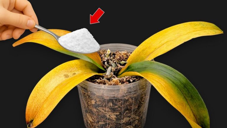 Jak jedna łyżka sprawia, że twoja orchidea kwitnie przez cały rok!
