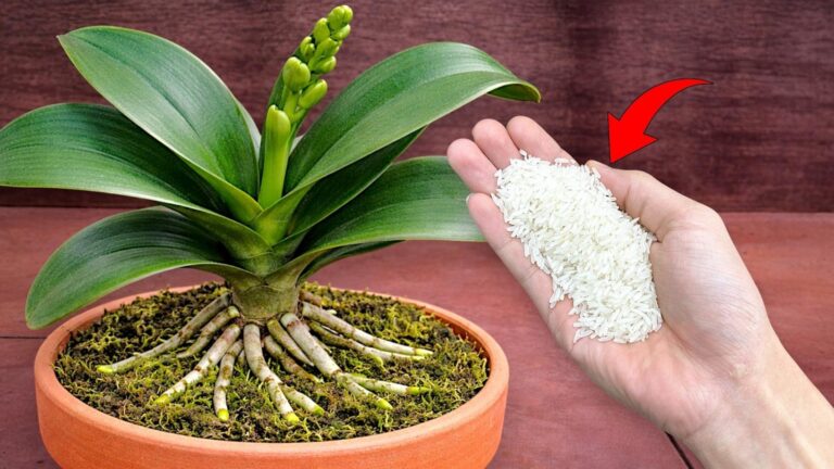 5 sposobów, jak imbir wspiera orchidee w zimnie i silnym wzroście!