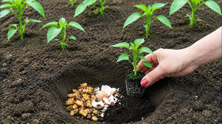 5 steps to maximize your pepper harvest with this gardener’s trick!