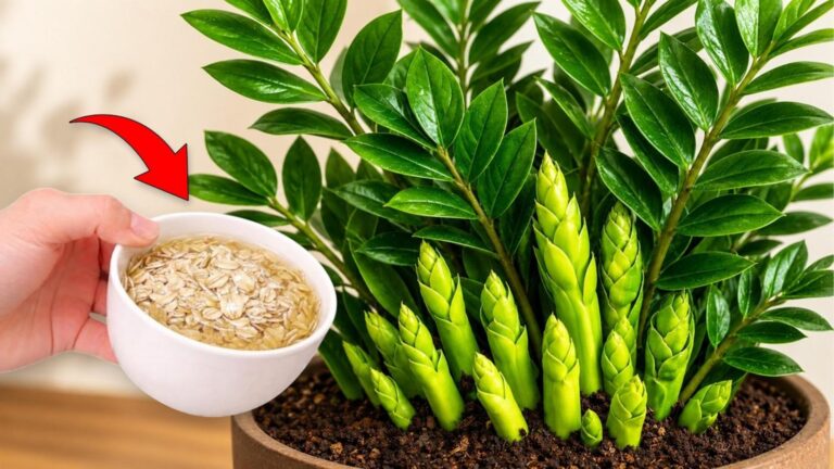 Odkryj 1 niesamowity sposób na szybki wzrost Zamioculcas!